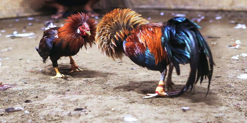 Bạn có thể tùy ý lựa chọn cửa cược đá gà cựa dao FB88 bạn yêu thích
