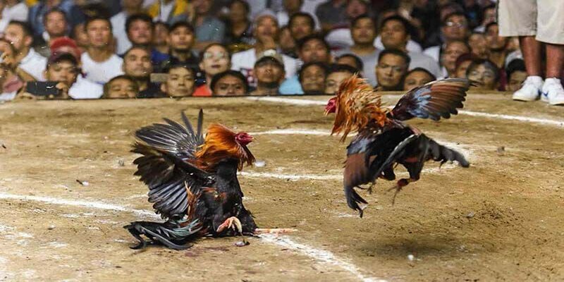 Với nhiều ưu điểm nổi bật, đá gà cựa dao FB88 hứa hẹn sẽ ngày càng phát triển